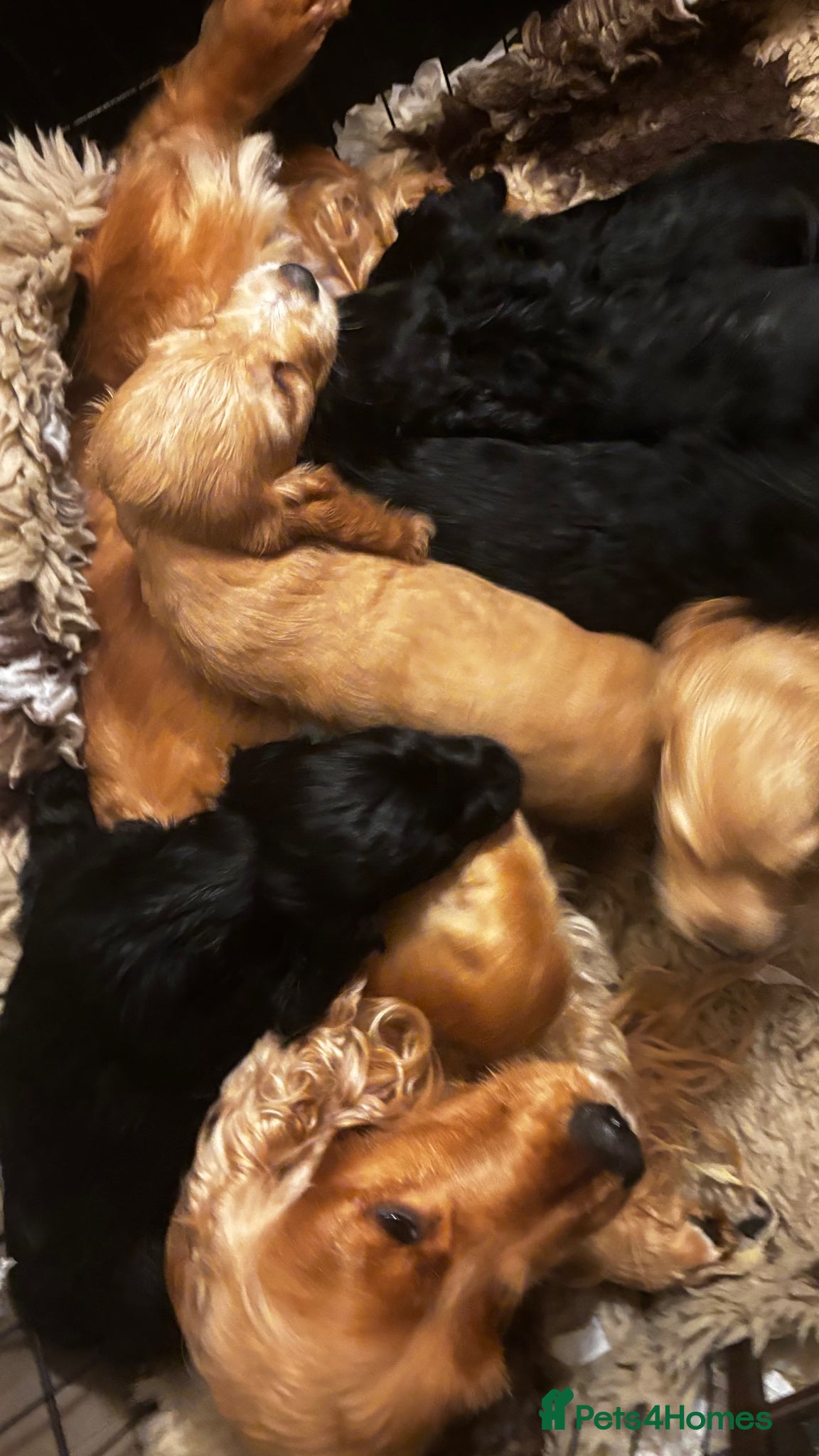 Cocker Spaniel dogs True Show Cocker Spaniels - Advert 2