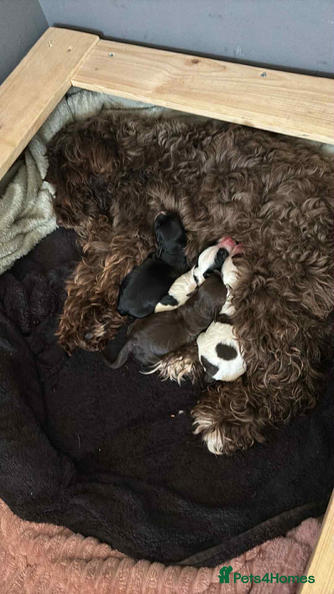 Cockapoo dogs for sale: K2 cockapoo pups - Image 2