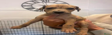 Lurcher 1