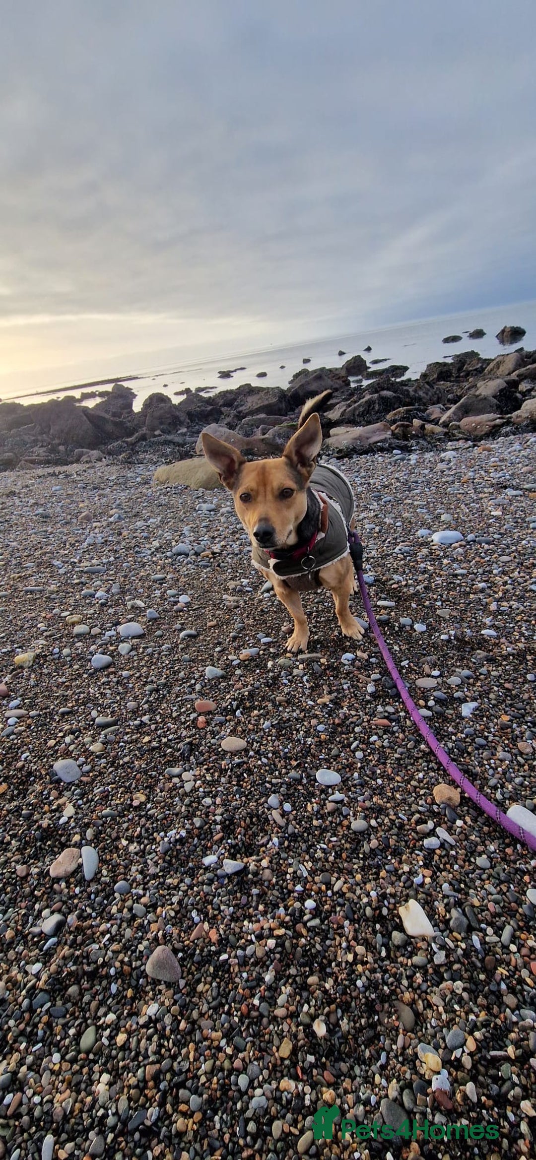 Mixed Breed dogs for adoption: Pippa  - Advert 7