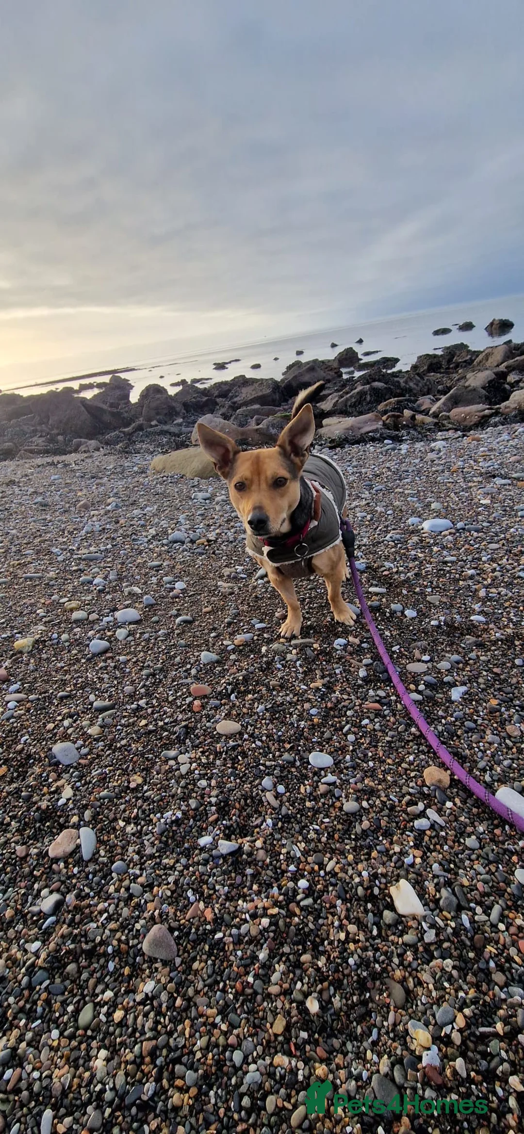 Mixed Breed dogs for adoption: Pippa  - Advert 7