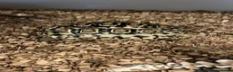 Tortoise reptiles for sale: 2 African leopard Tortoises in Hornchurch - Advert 2