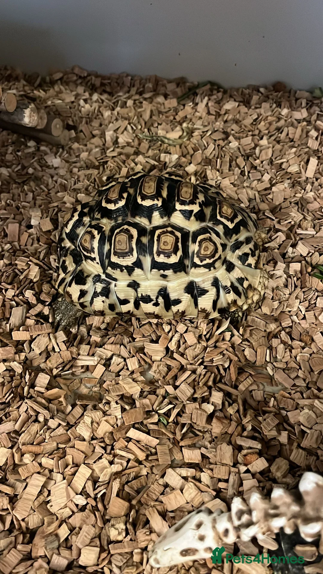 Tortoise reptiles for sale: 2 African leopard Tortoises in Hornchurch - Advert 2
