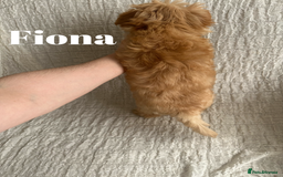 Yorkshire Terrier dogs for sale: Adorable Golddust Yorkshire Terrier Puppies - Image 27