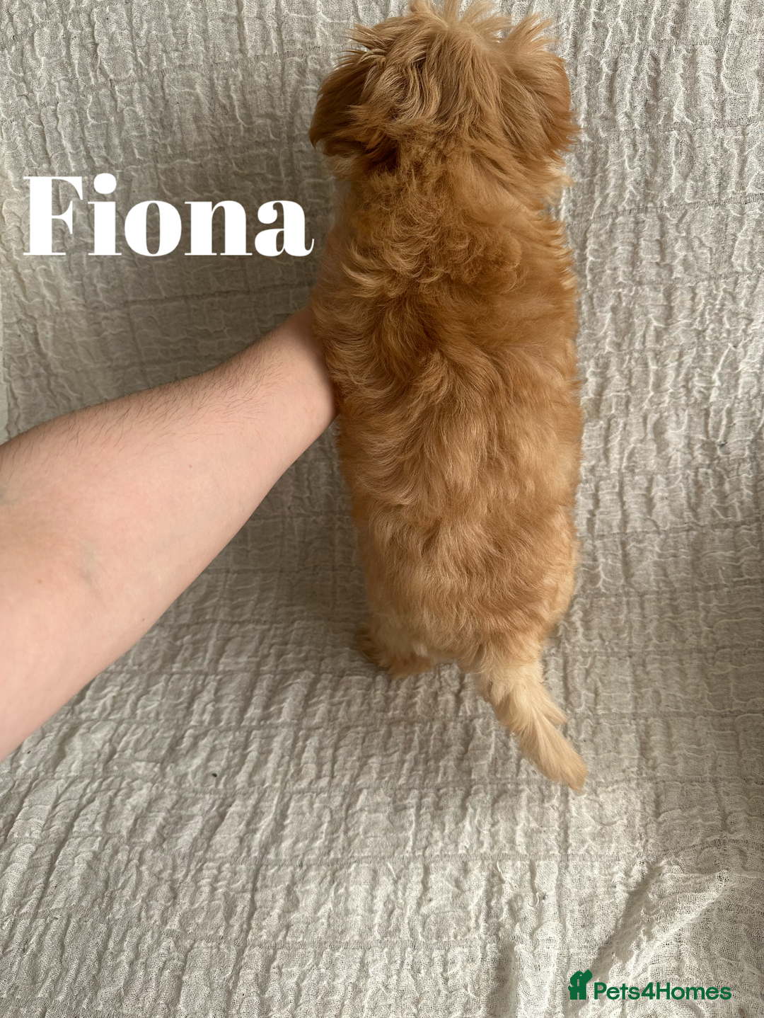 Yorkshire Terrier dogs for sale: Adorable Golddust Yorkshire Terrier Puppies - Image 27
