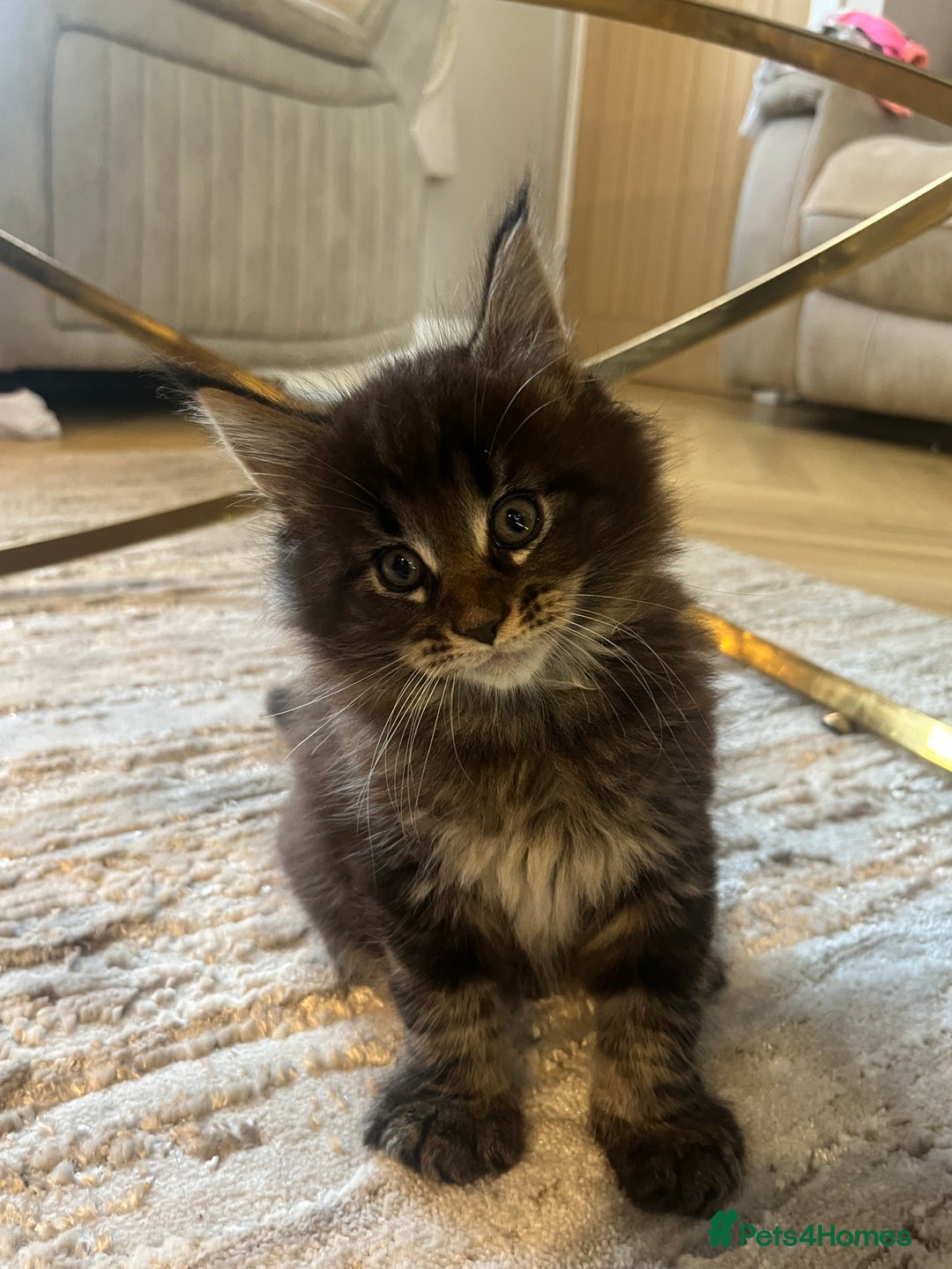 Maine Coon cats for sale: Beautiful Maincoon  - Image 6
