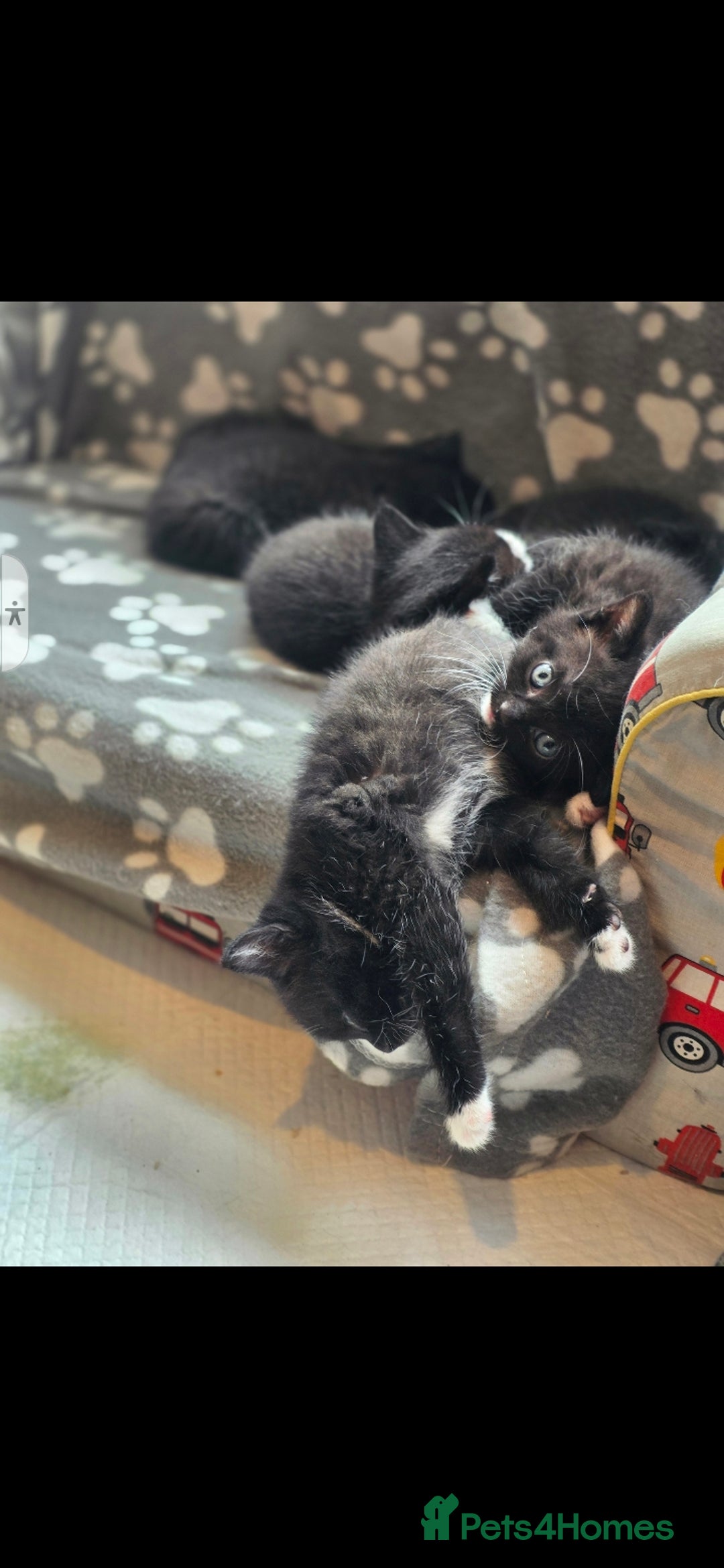 British Shorthair cats for sale: Lovely kittens  - Image 24