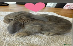 French Lop rabbits for sale: Stunning French lop babies  - Image 2