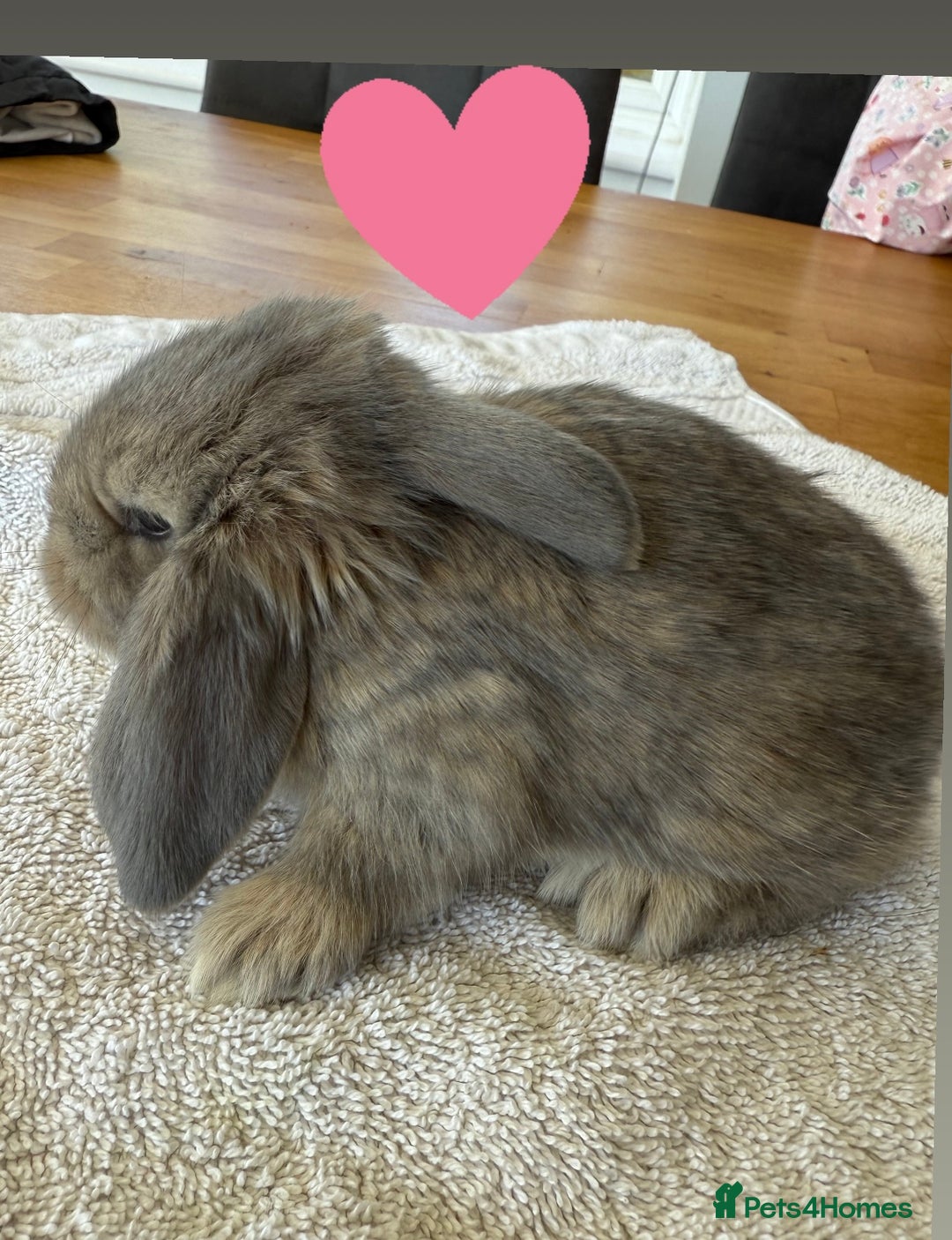 French Lop rabbits for sale: Stunning French lop babies  - Image 2
