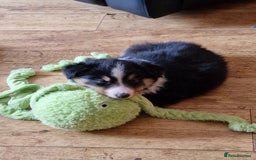 Shetland Sheepdog dogs for sale: Tri-colour puppy boy - Image 2