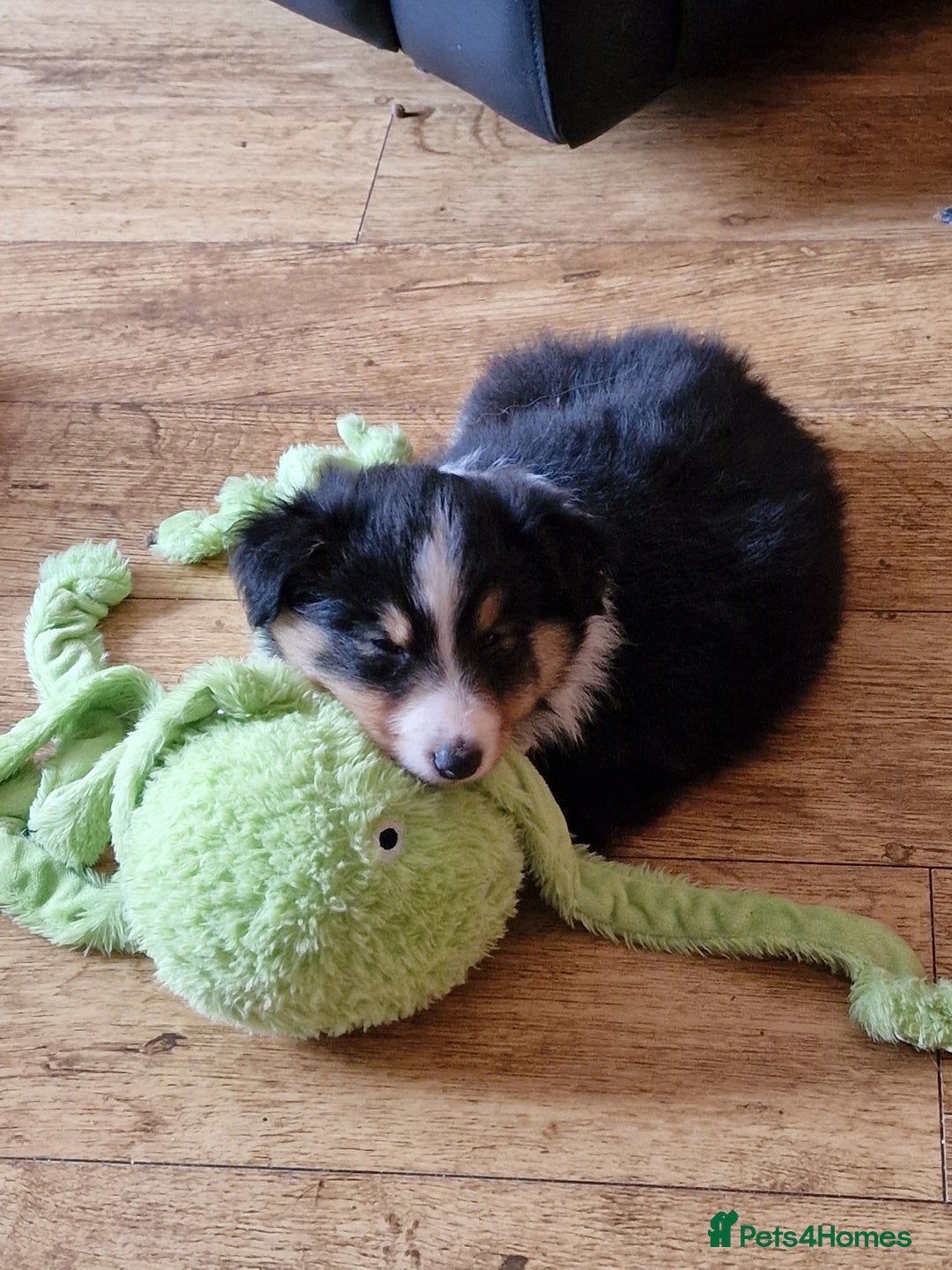 Shetland Sheepdog dogs for sale: Tri-colour puppy boy - Image 2