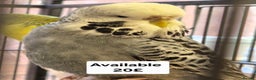 Budgerigars birds for sale: Budgies Birds by pre-order, exclusive birds - Advert 6