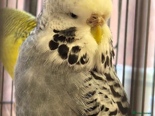 Budgerigars birds Budgies Birds by pre-order, exclusive birds - Advert 13