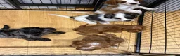Mixed Breed dogs for sale: Cavapoo Puppies - Advert 13