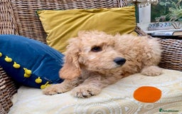 Irish Doodle dogs for sale: F1 Standard Irish Doodle Puppies  - Image 5