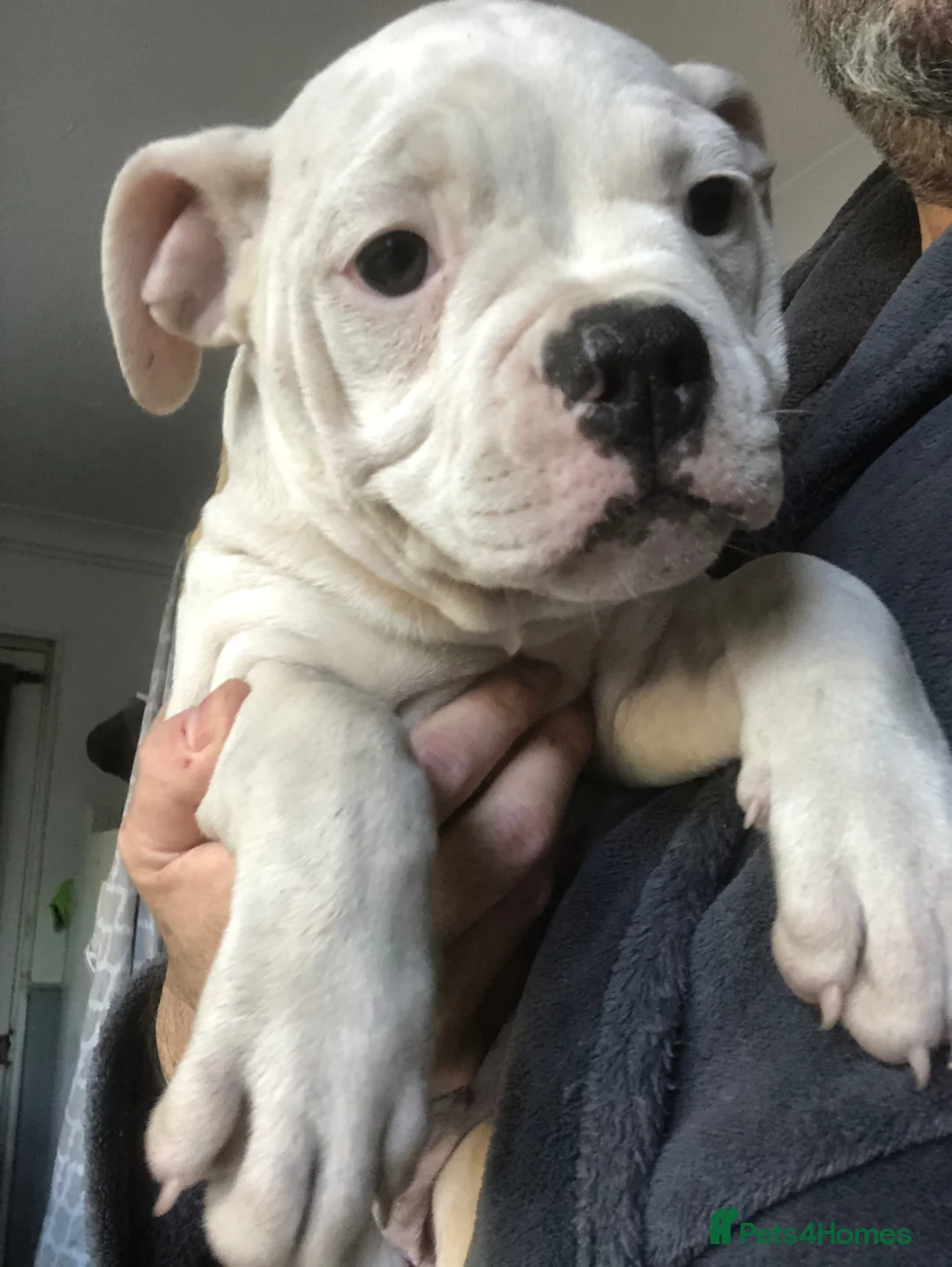 American Bulldog dogs for sale: American Bulldog puppies - Advert 1