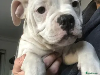 American Bulldog dogs American Bulldog puppies - Advert 7