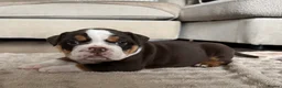 Olde English Bulldogge dogs for sale: Reduced!!✨Olde English Bulldogges ✨  - Advert 26
