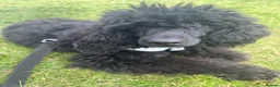 Miniature Poodle dogs for sale: Miniature poodles 1 male 1 female  - Advert 4