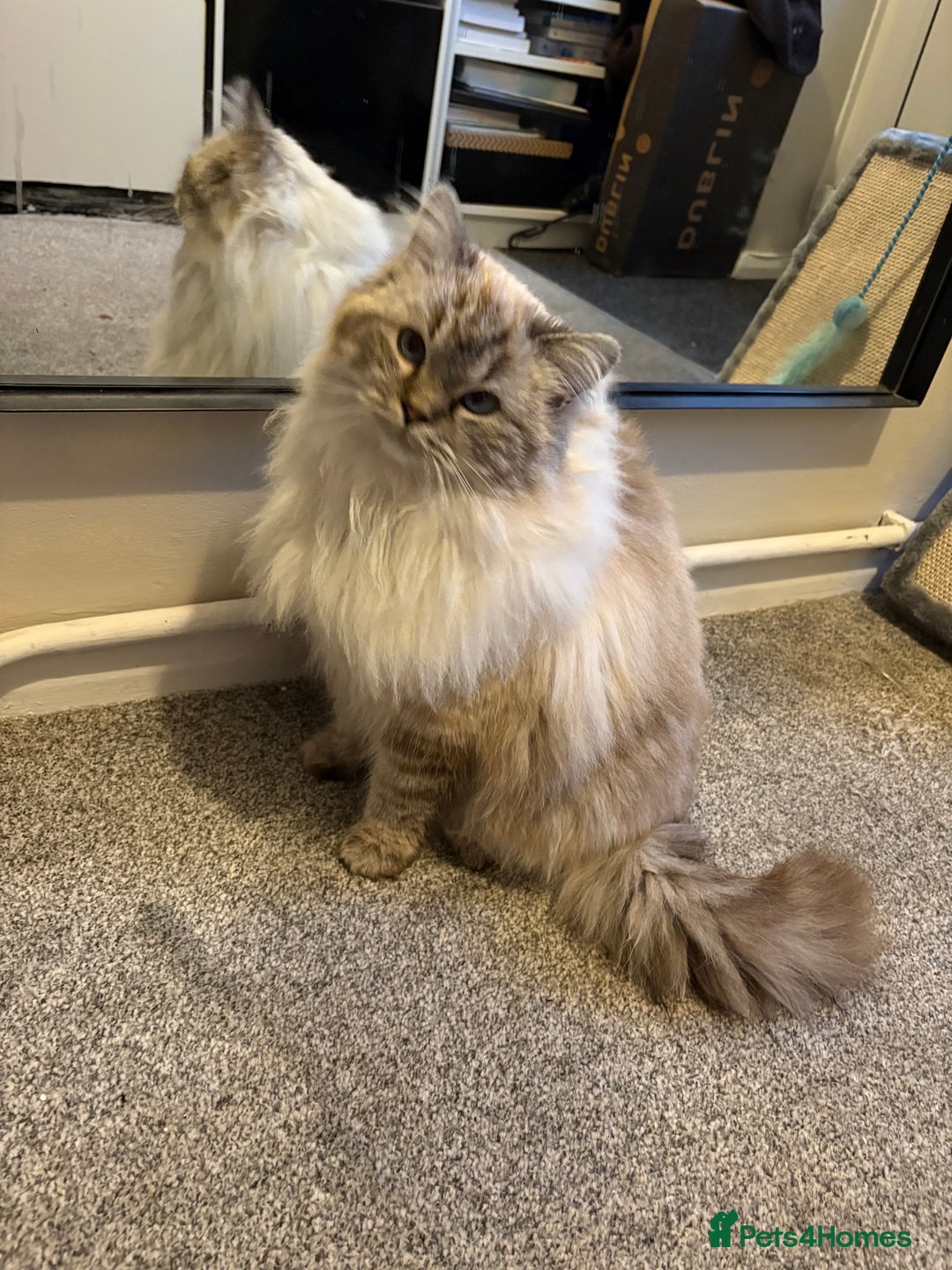 Ragdoll cats for sale: 1 year old Male Ragdoll - Advert 3