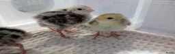 Quail poultry for sale: Snowflake Bobwhite Quail Chicks - Advert 2