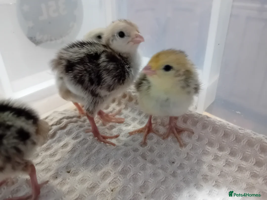 Quail poultry for sale: Snowflake Bobwhite Quail Chicks - Advert 2