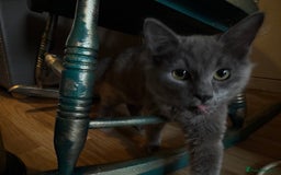 Ragdoll cats for sale: Ragdoll x - Image 5