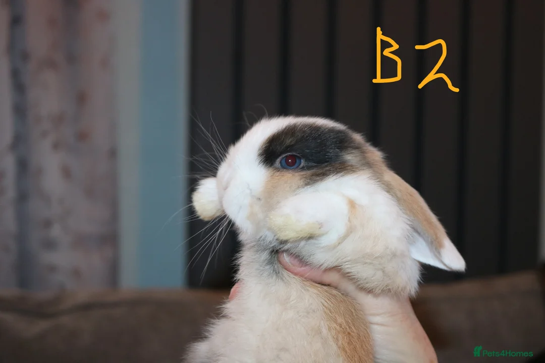 Mini Lop rabbits for sale: Mini Lop babies x 3 - Advert 8