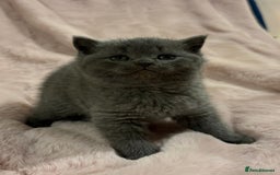 Scottish Fold cats for sale: Chunky Scottish fold/straight kittens  - Advert 4