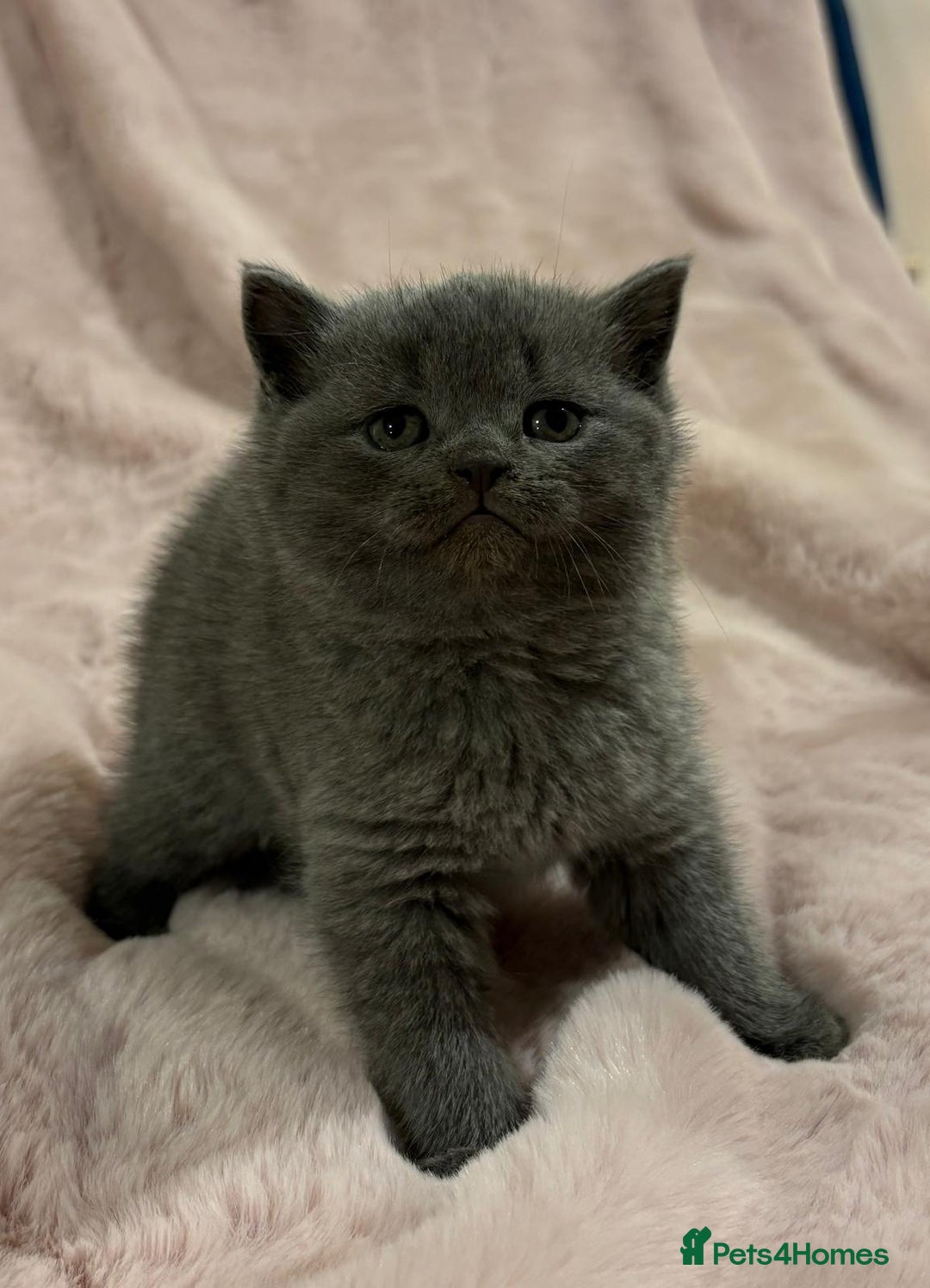 Scottish Fold cats for sale: Chunky Scottish fold/straight kittens  - Advert 4