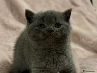 Scottish Fold cats Chunky Scottish fold/straight kittens - Advert 1