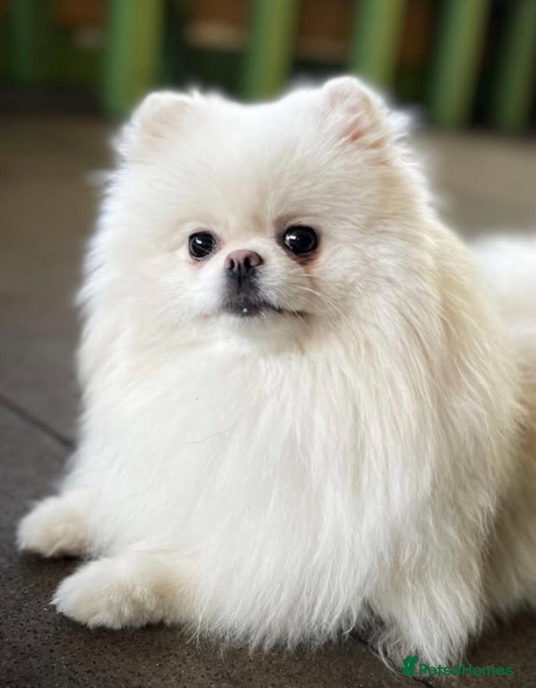 Pomeranian dogs for sale: 3 year old beautiful female pomeranian  - Advert 3