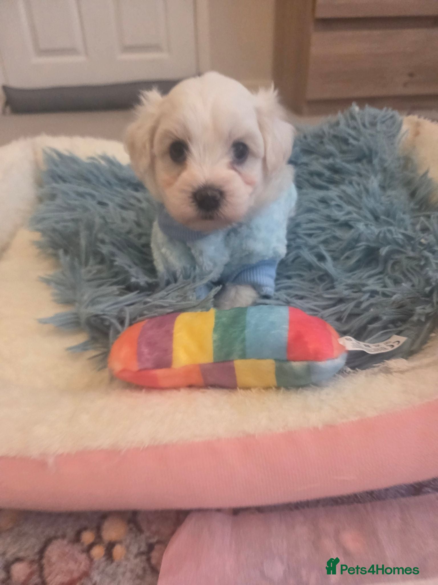 Bichon Frise dogs Cute puppies 🩷🩷💙💙 - Advert 5