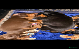 Dobermann dogs for sale: Gorgeous Eu**an Dobermann Puppies - Image 22