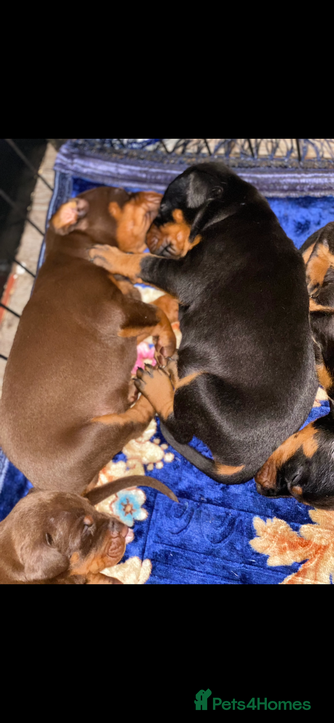 Dobermann dogs for sale: Gorgeous Eu**an Dobermann Puppies - Image 22