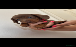 Miniature Dachshund dogs for sale: Miniature dachshund puppies - Image 6