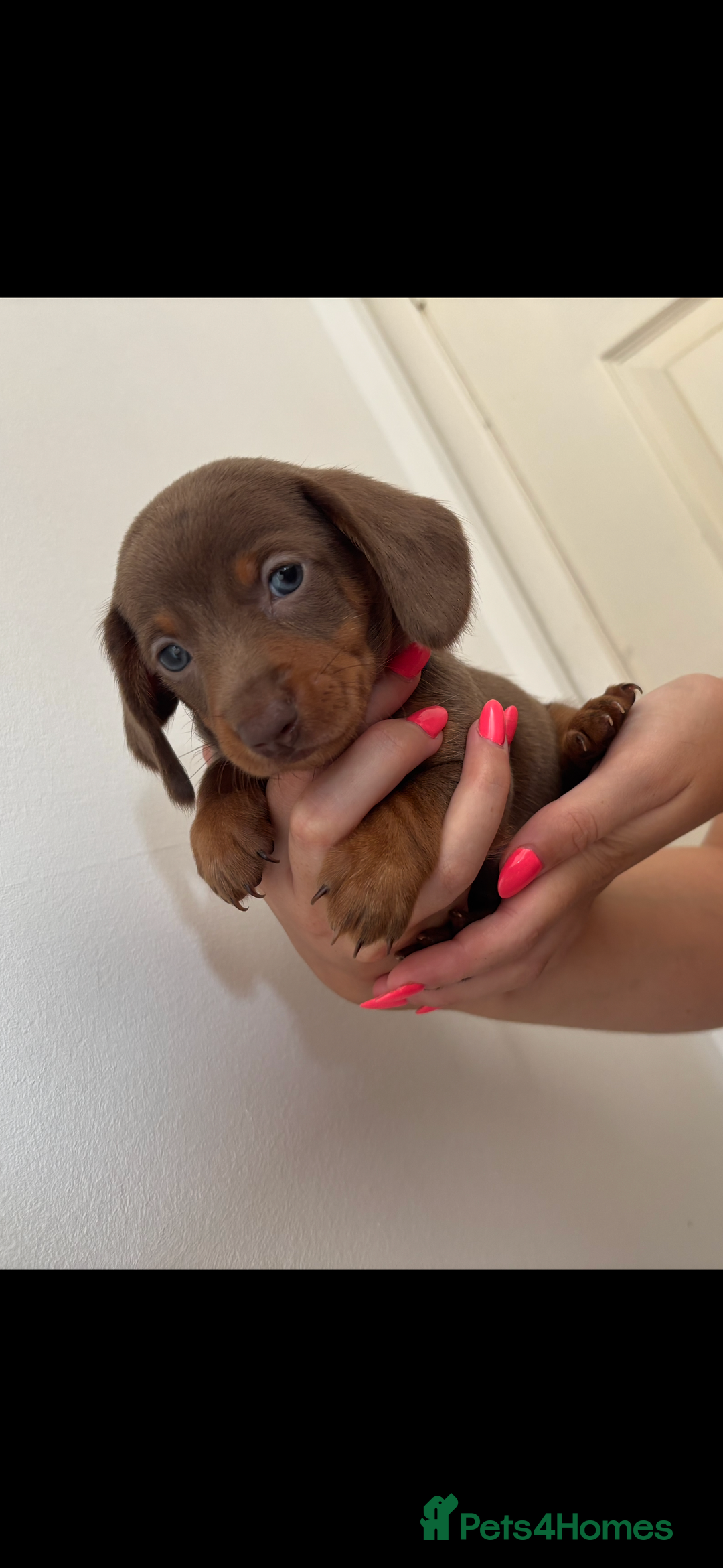 Miniature Dachshund dogs for sale: Miniature dachshund puppies - Image 6