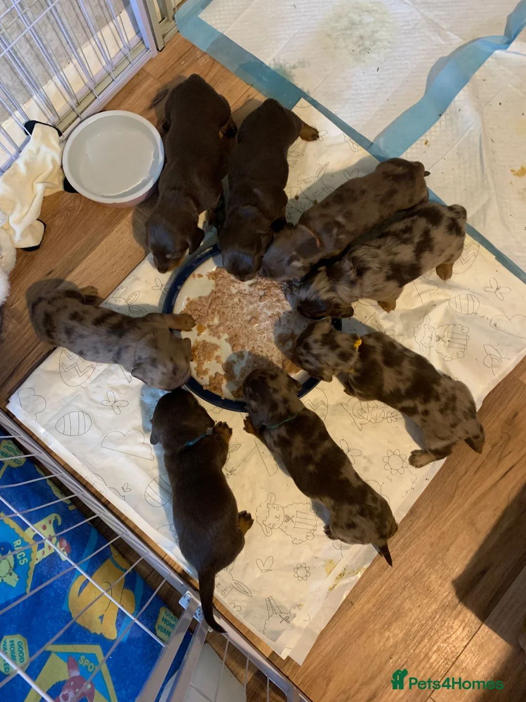 Dachshund dogs for sale: Adorable dachshund puppies  - Advert 2