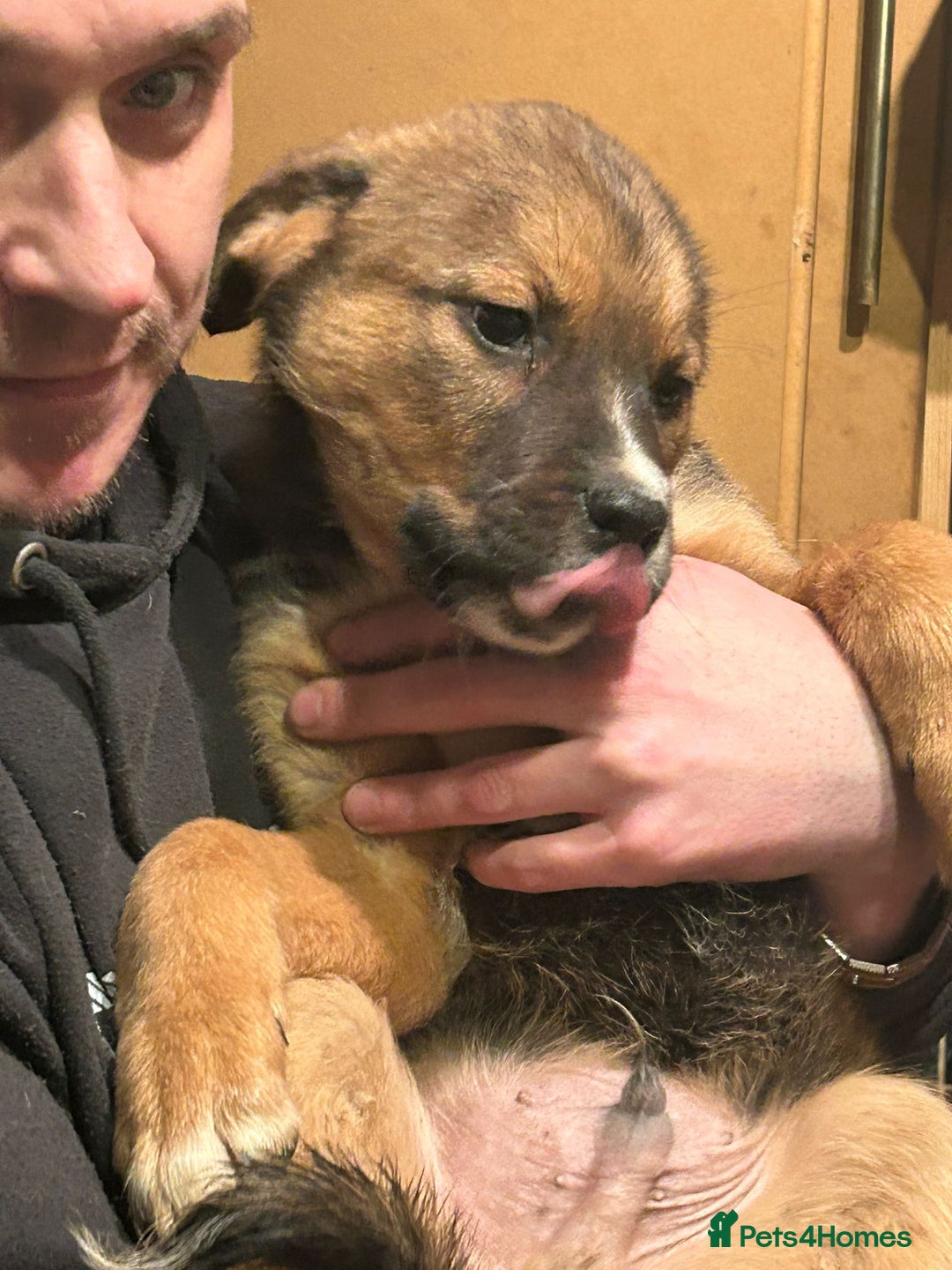 Mixed Breed dogs for sale: Masakiweiler pups - Advert 16