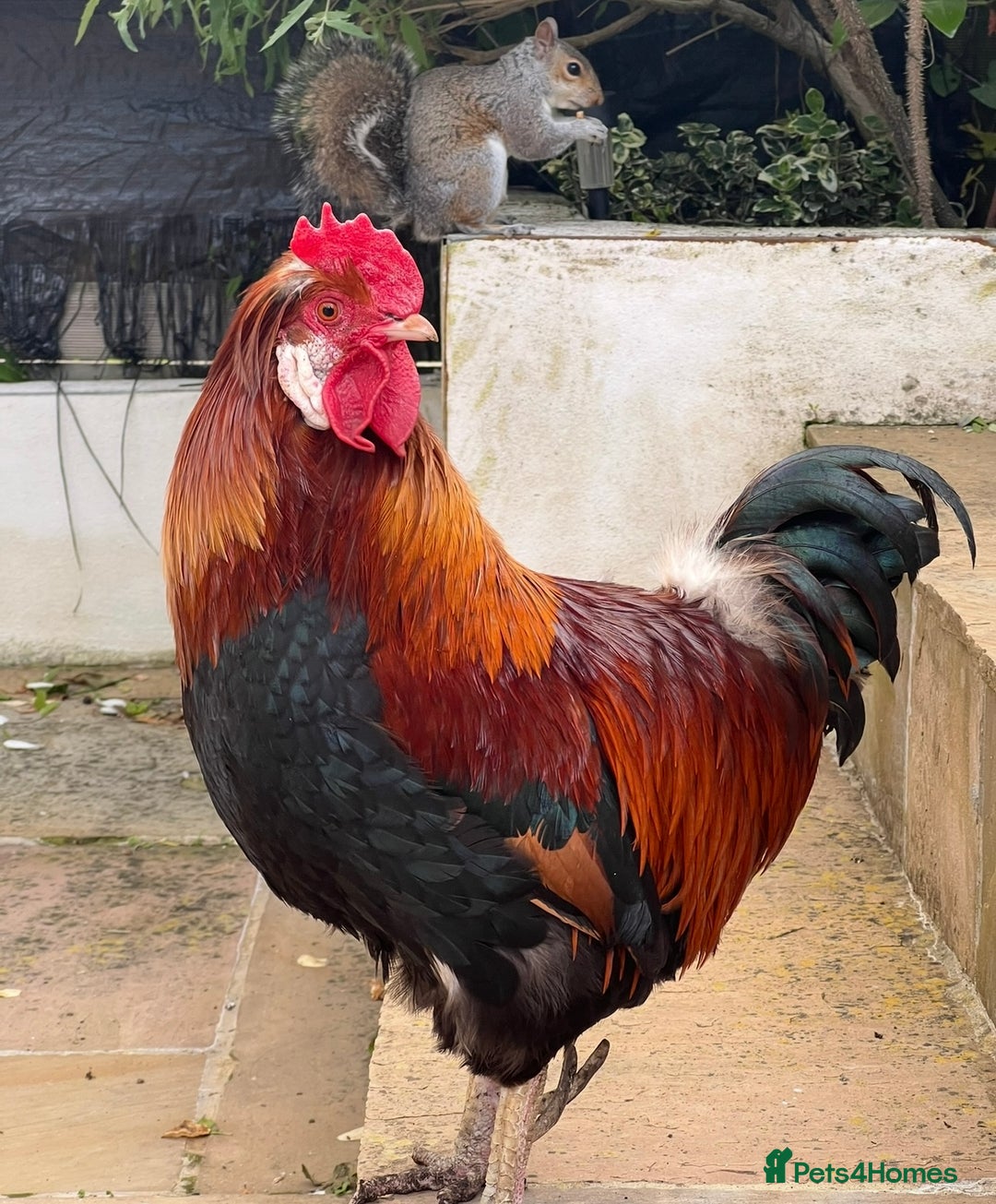 Chickens poultry for sale: Sulmtaler Rooster - Advert 1