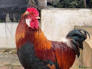 Chickens poultry Sulmtaler Rooster - Advert 1