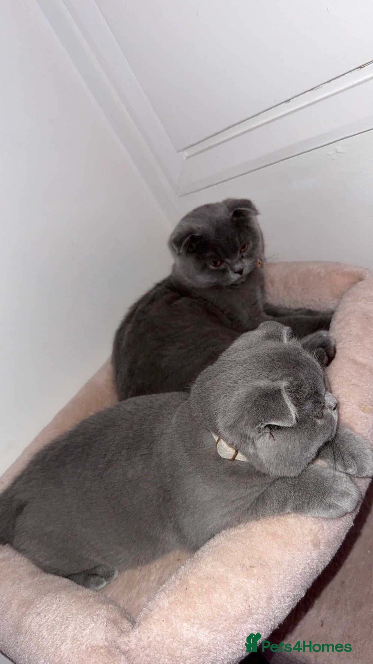 Scottish Fold cats Scottish Folds  - Advert 8