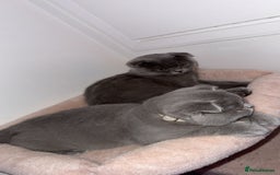 Scottish Fold cats for sale: Scottish Folds  - Advert 1