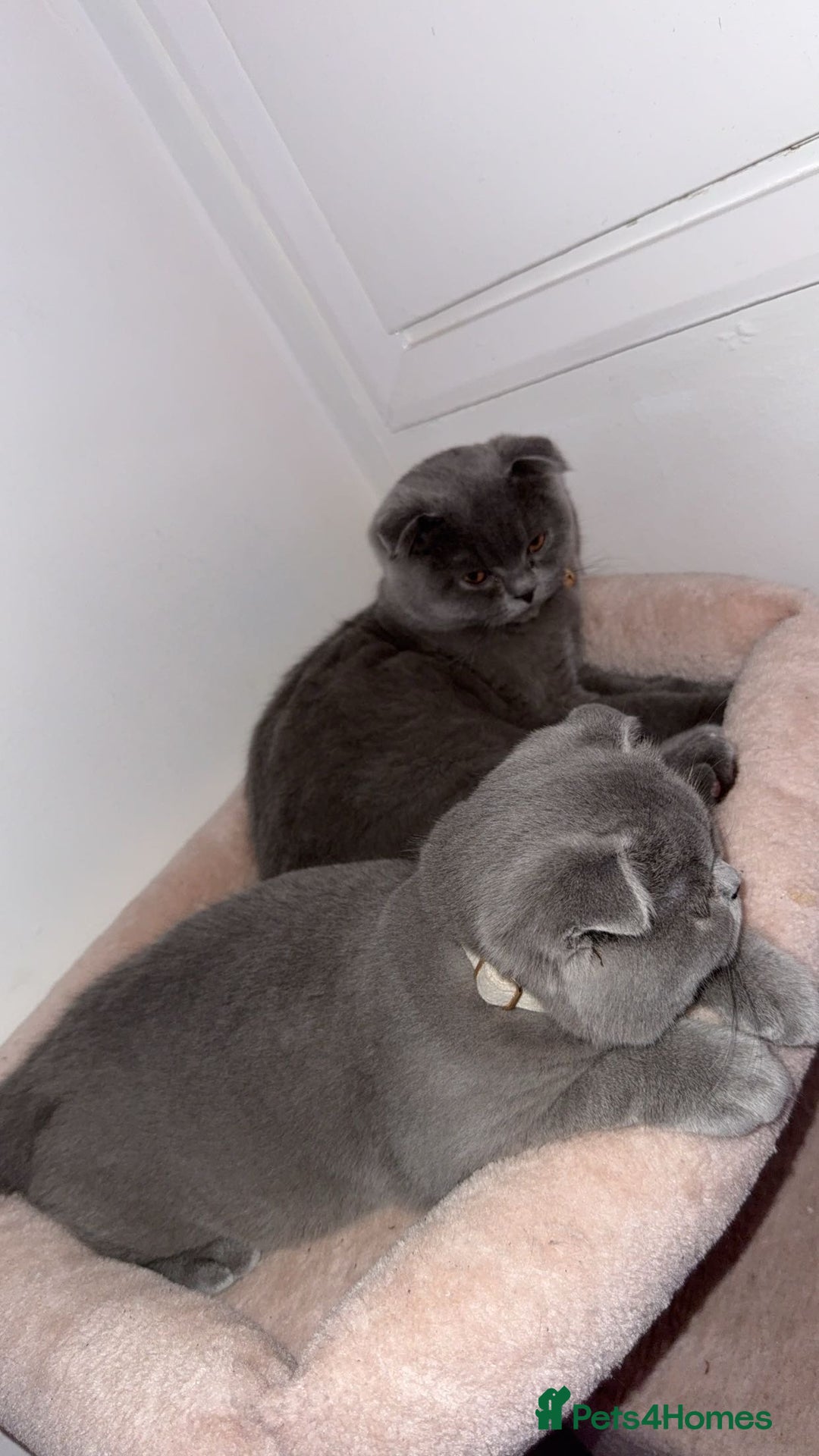 Scottish Fold cats for sale: Scottish Folds  - Advert 1