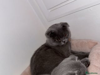 Scottish Fold cats Scottish Folds - Advert 2