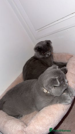 Scottish Fold cats Scottish Folds - Advert 2