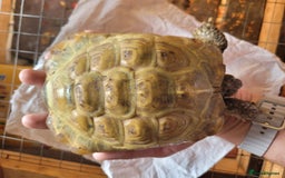 Tortoise reptiles for sale: Horsfield tortoise male - Image 2