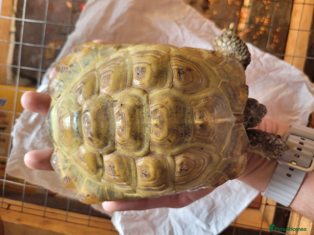 Tortoise reptiles for sale: Horsfield tortoise male - Image 2