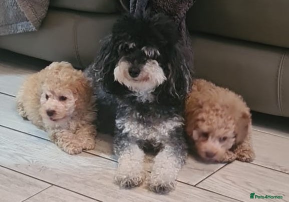 Poochon dogs Dinky red girl   phantom boy  - Advert 1