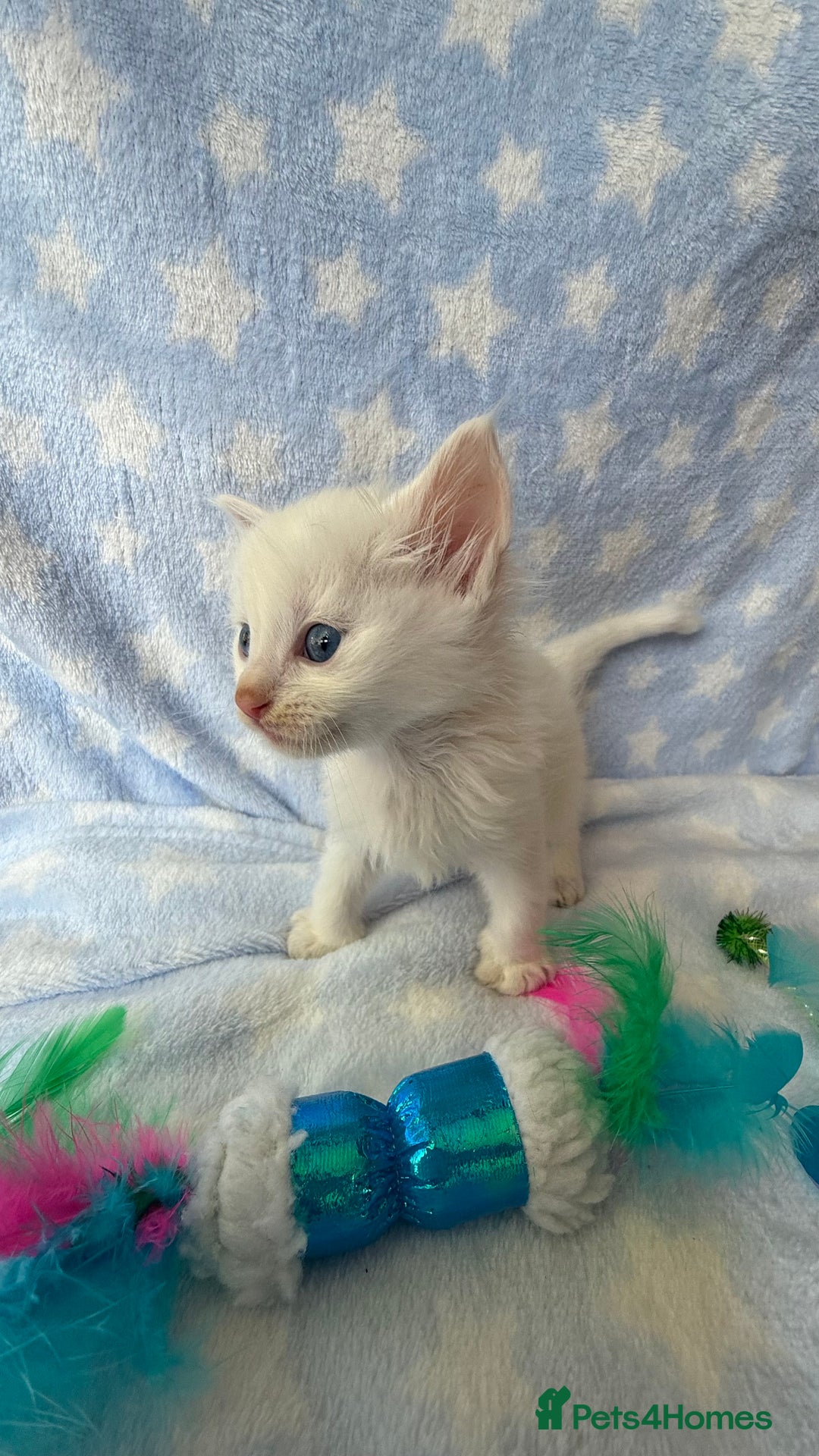 Ragdoll cats for sale: Stunning Ragdoll kittens super affectionate  - Image 19